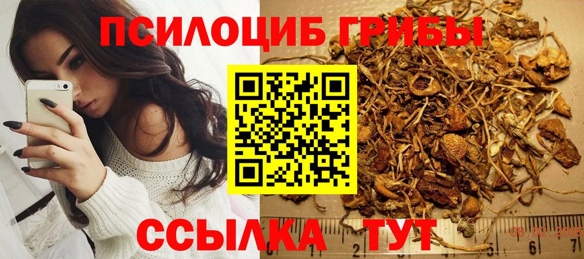 Псилоцибиновые грибы Cubensis Братск